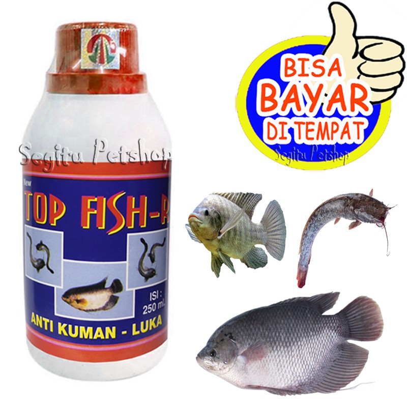 Obat Jamur ikan Anti Luka Bakteri Infeksi Kulit Cacar Lele Gurame Koi Top Fish red
