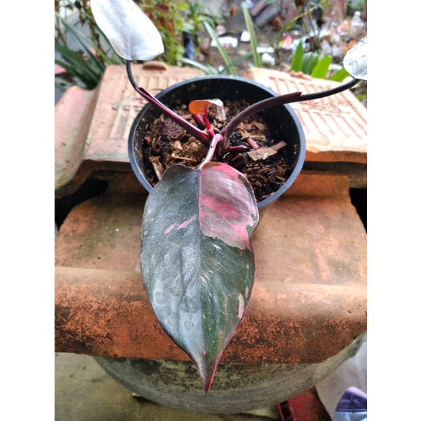 Philodendron Pink Princess Black Cherry Marble