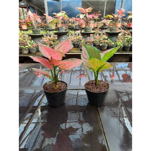 PAKET AGLONEMA - 2 POHON / PAKET AGLONEMA MURAH / TANAMAN HIAS AGLOMEMA / AGLONEMA