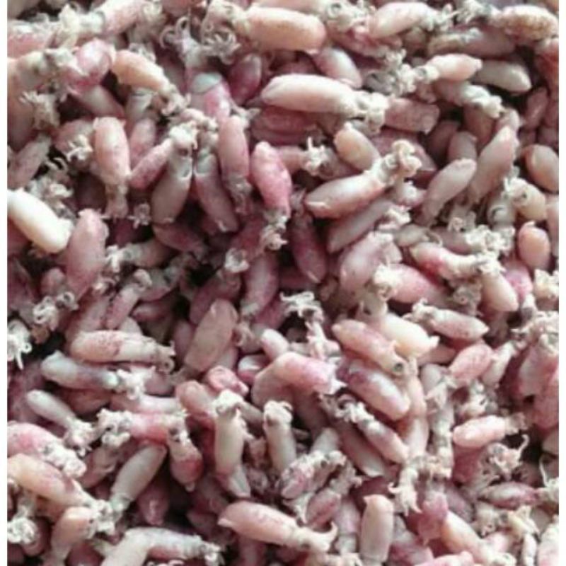 

Baby cumi medan asin 0,5 cm - 2 cm (250 gr)