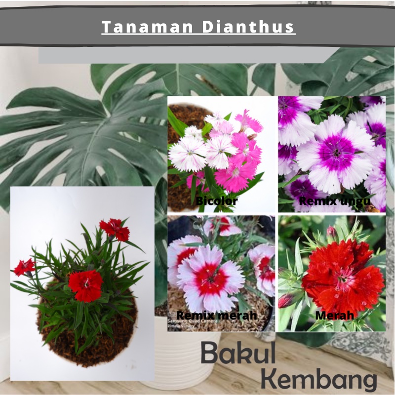 dianthus (Dianthus caryophyllus )remix - tanaman anyelir - bibit bunga dianthus ( 2 warna)