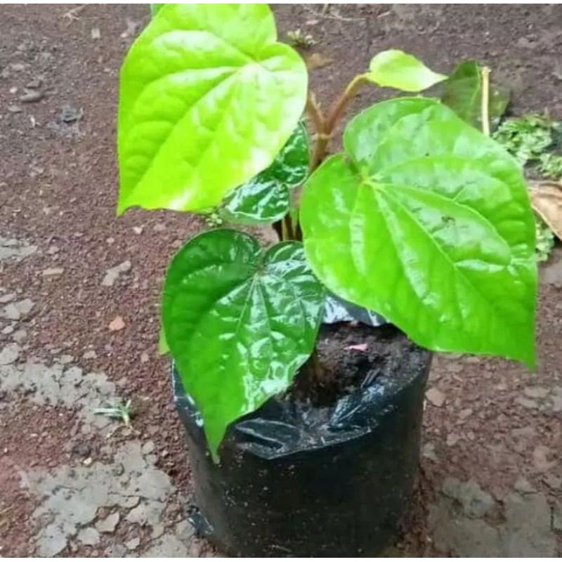 Sirih Hijau Pohon Sirih Hijau Daun Sirih Hijau
