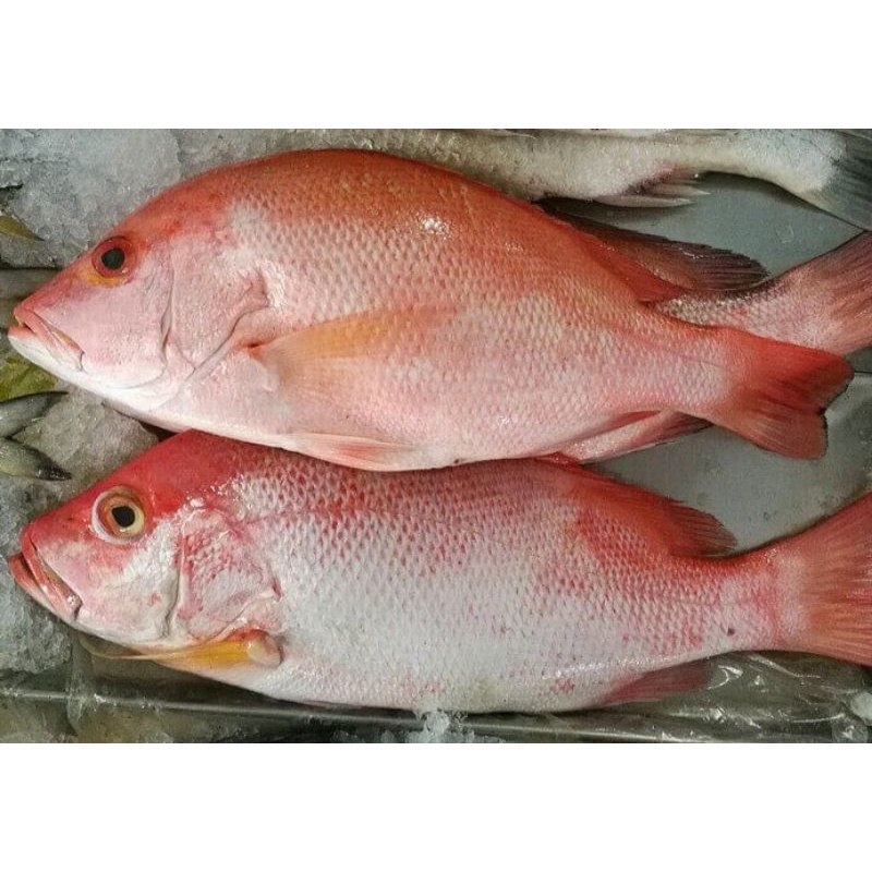 

ikan kakap merah segar
