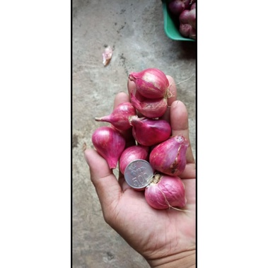 

bawang merah