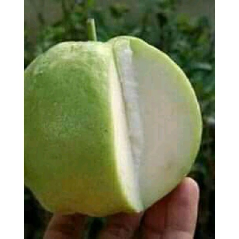 

Jambu Cristal tanpa biji