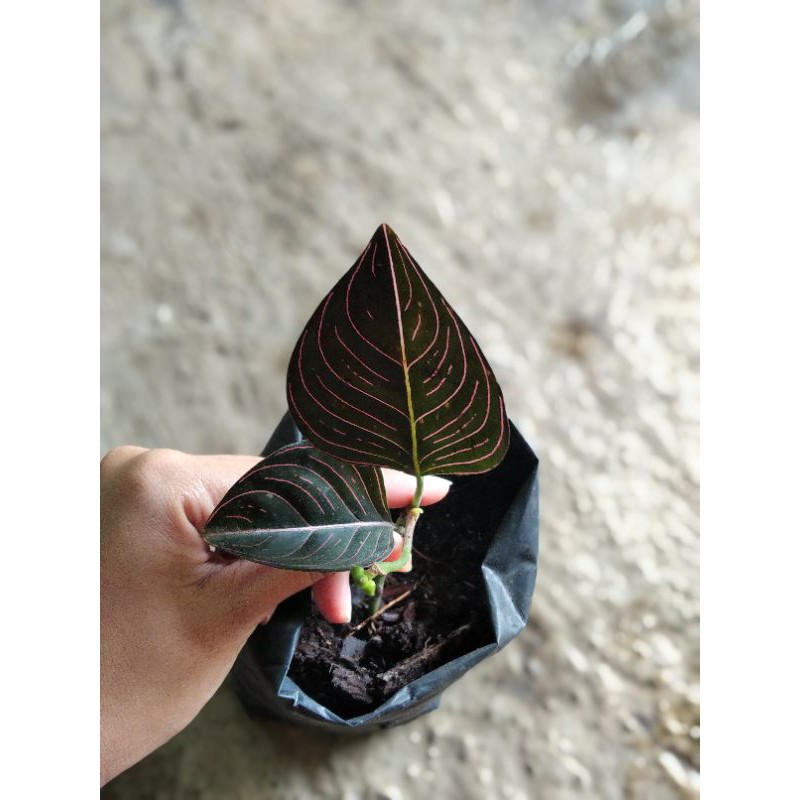 (COD) Aglonema Rotundum Aceh murah (Bibit) sekilo muat sampai 30 batang