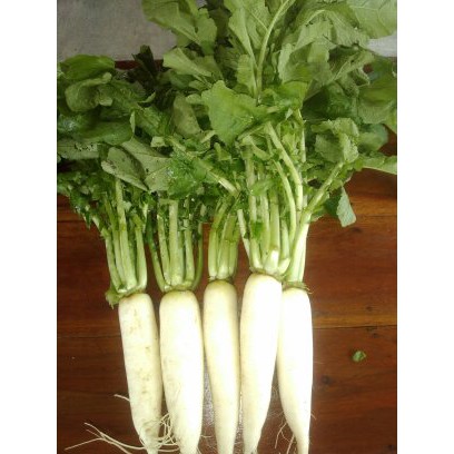 

Lobak Putih Daikon minim order 2 @ kilogram