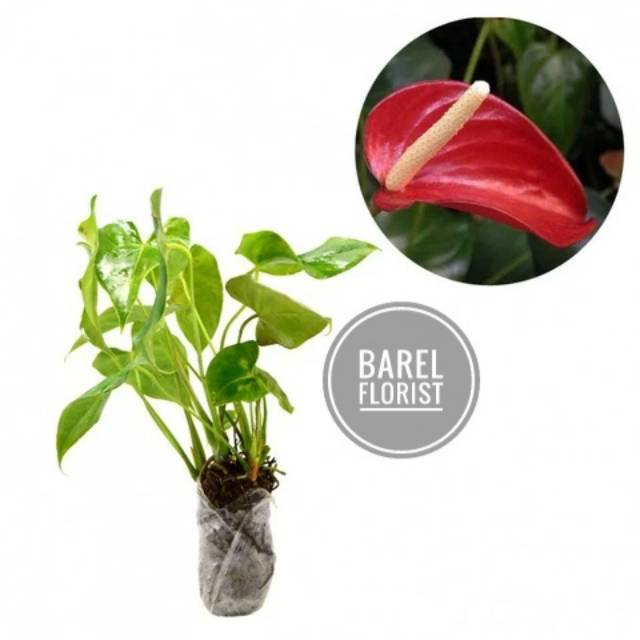 Tanaman hias Anthurium Mini Mouse