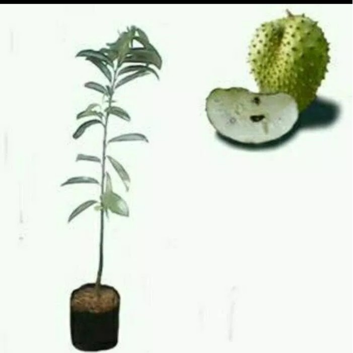 Bibit Buah Sirsat Ratu Unggulan Bibit Unggul