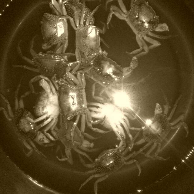 

Kepiting sungai