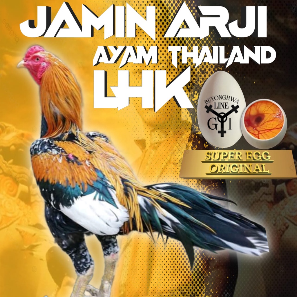 Ayam Bangkok Ekor Lidi asli Thailand LHK djamin arji telur fertil siap tetas perbutir