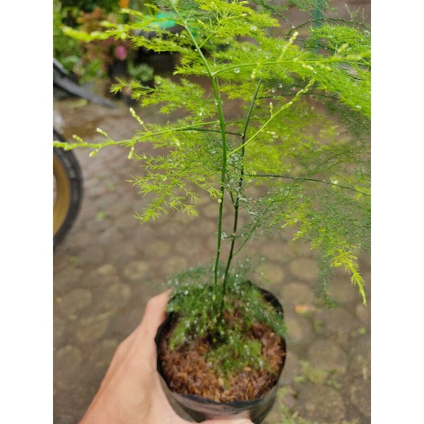 Bibit Tanaman Hias Asparagus plumosus Bibit bunga Asparagus plumosus