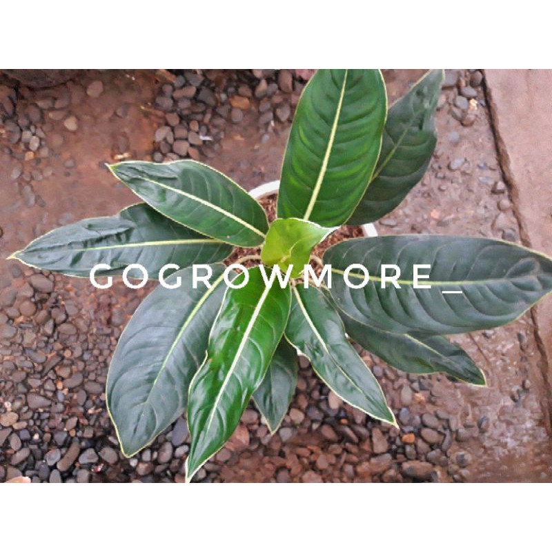 Aglonema Lipstik Putih / Tulang Putih