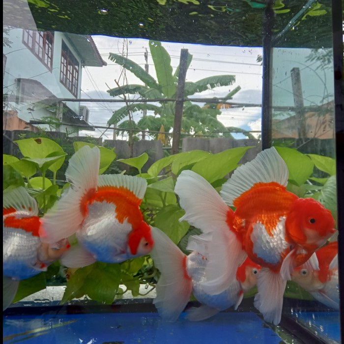 ikan mas koki oranda red white line import rosetail oranda