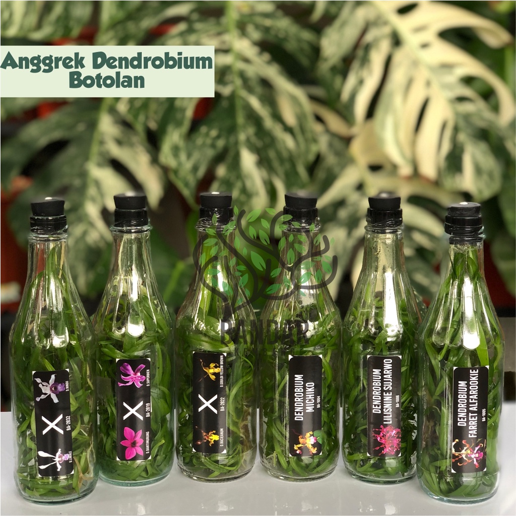 Anggrek Dendrobium Botolan Siap Aklim Bibit Anggrek Dendro Dalam Botol