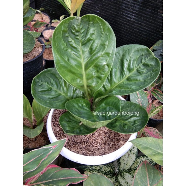 Baby Jemani Mangkok Grandpa / Jemani Mangkok Broken Heart