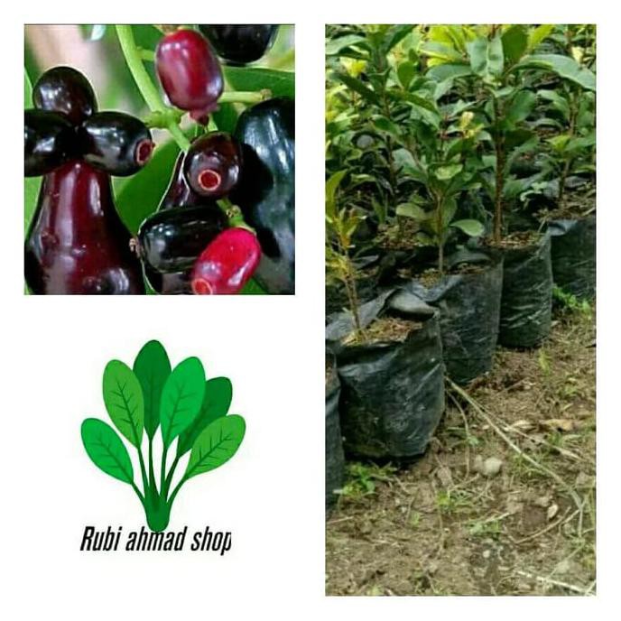 Bibit Tanaman Jamblang Hitam/Pohon Jamblang/Buah Duwet Clr