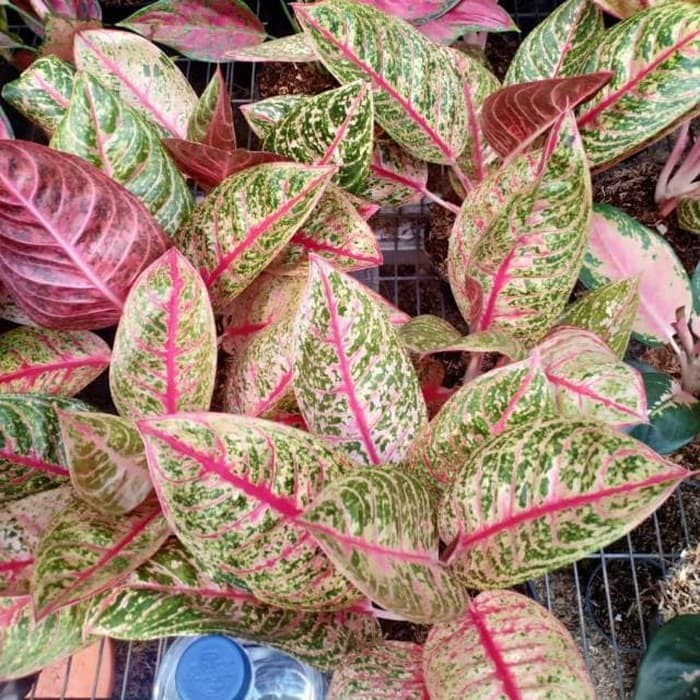 ( DIANA ) Tanaman Hias Aglaonema Diana - Pohon Aglonema