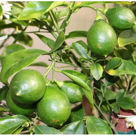 I1F Bibit Tanaman Buah Jeruk Lemon Lokal 40Cm