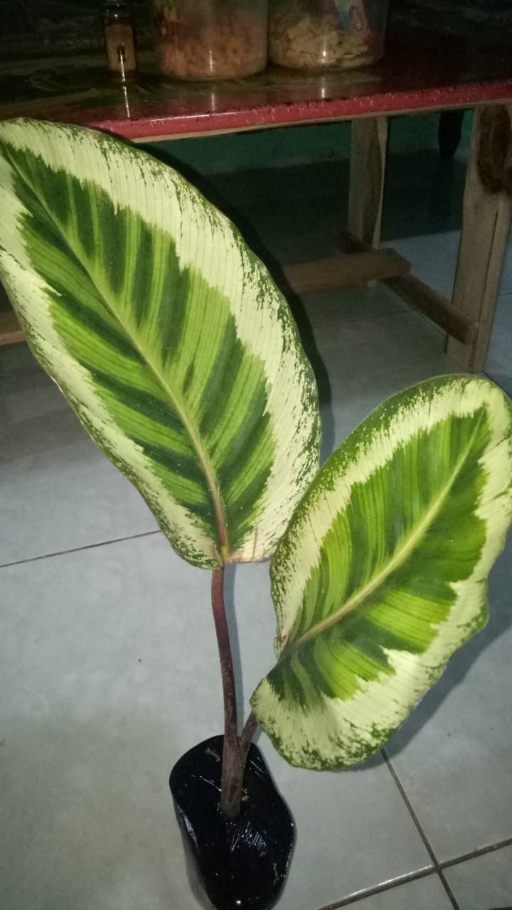 Tanaman Hias Calathea Angela Import