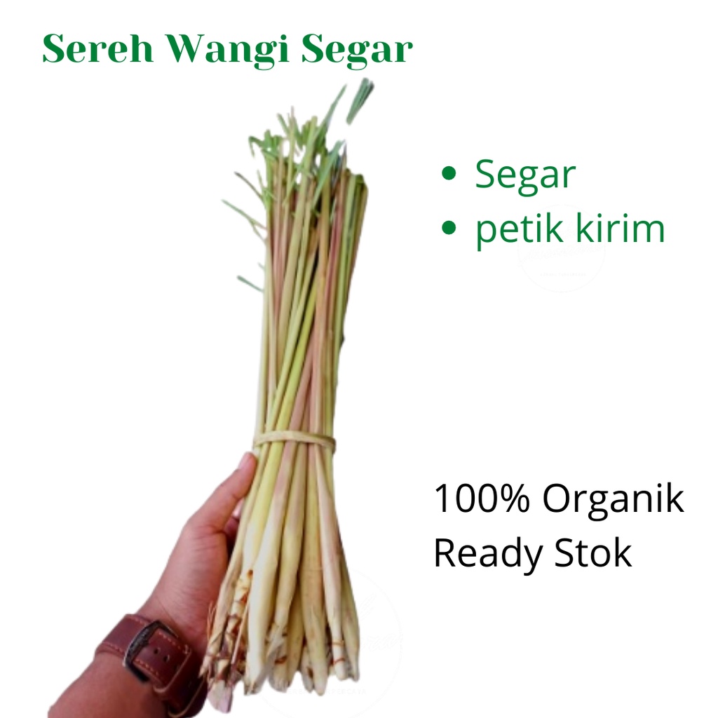

SEREH WANGI SEGAR SERAI MERAH LANANG HERBAL BERKHASIAT