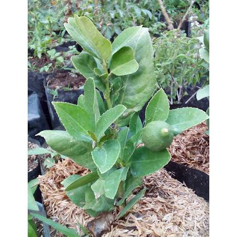 Bibit Tanaman Jeruk Lemon Lokal Berkualitas  Bibit Tanman Jeruk Lemon Lokal Sif