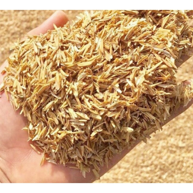 500 gr pupuk sekam padi mentah sebagai media tanam