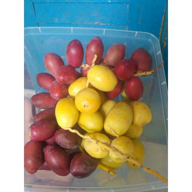 

OPEN PO KURMA MUDA SEGAR BUKAN FROZEN.