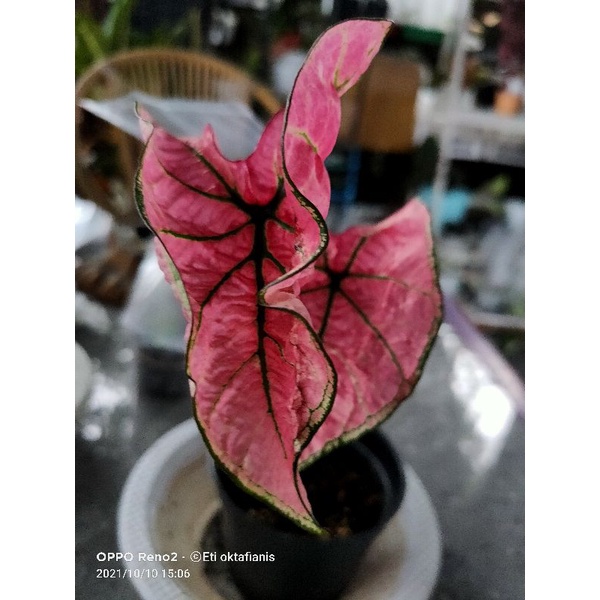 caladium Arini menari (Susy)