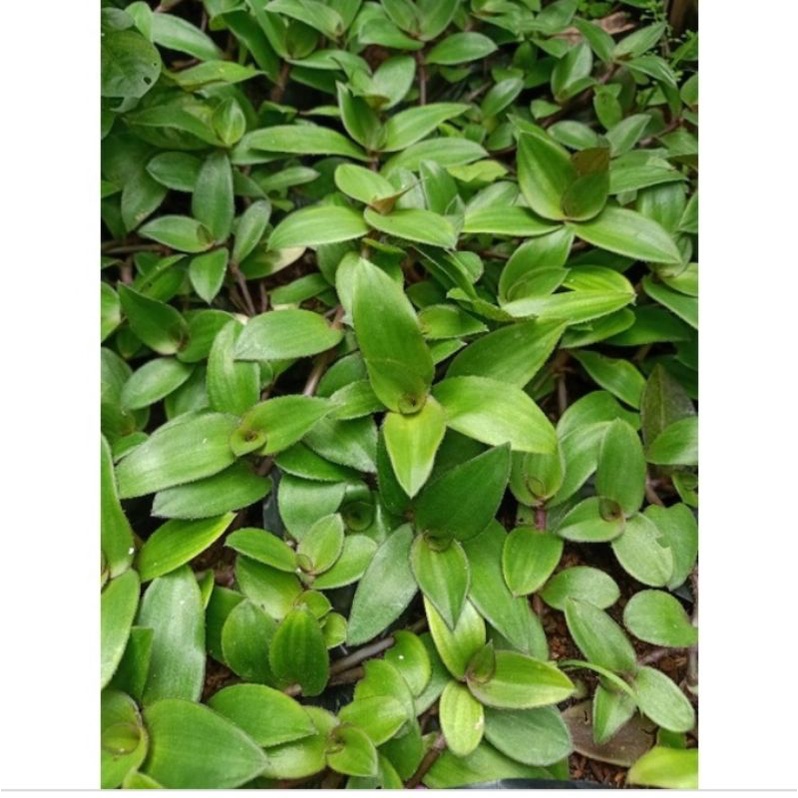 Tanaman hias gantung tradescantia lidah kera hijau