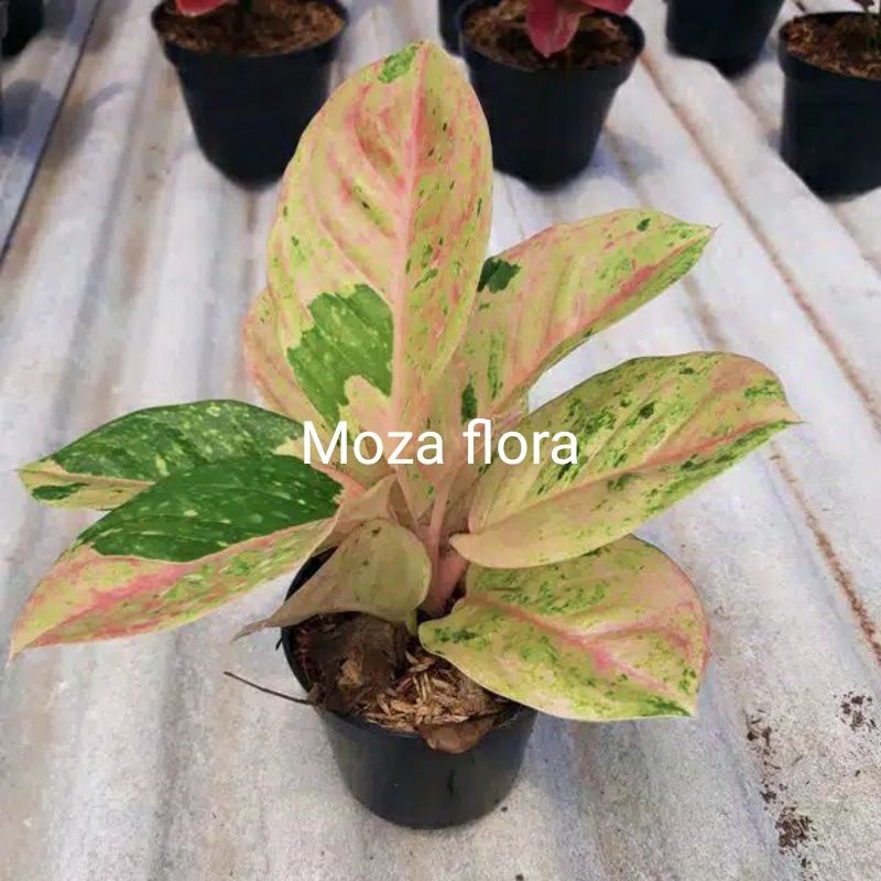 Aglonema Emerald Anakan 1-2 daun / baby emerald