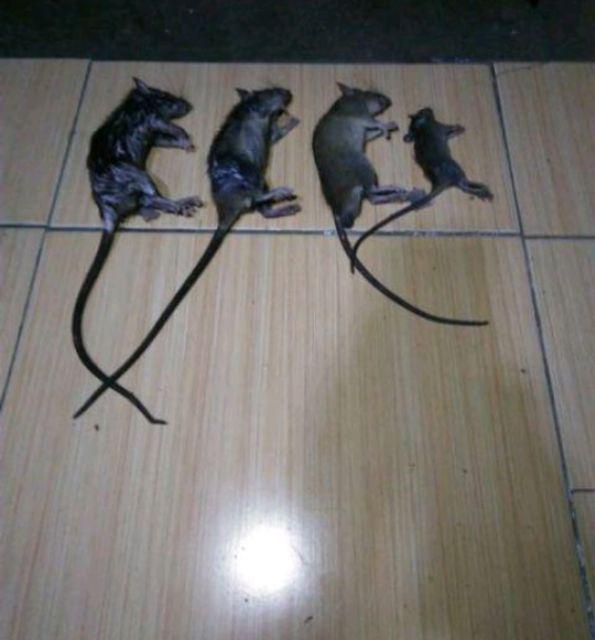 Ramtus Racun Tikus Mati Kering Pengusir Tikus Racun Tikus Ampuh Jebakan Tikus Bukan Lem Tikus Ss-01