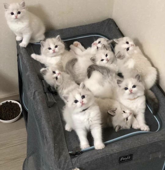 Kemeja Batik Pria Lengan Panjang Exclusive Kemeja Batik Cowok Kerja Kantoran Batik Stretch 1003