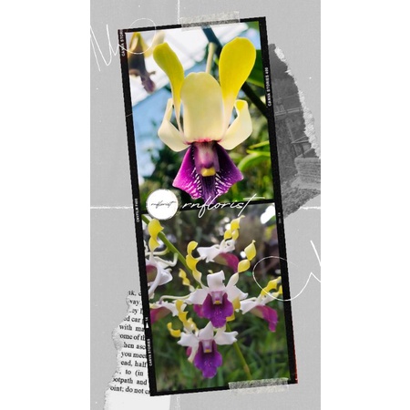 Angrek Den. Edfrans Charming×Heart of Northoaks P