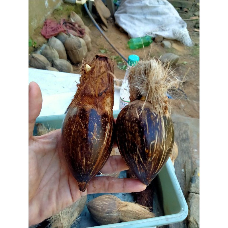 Bahan/benih bonsai kelapa minion