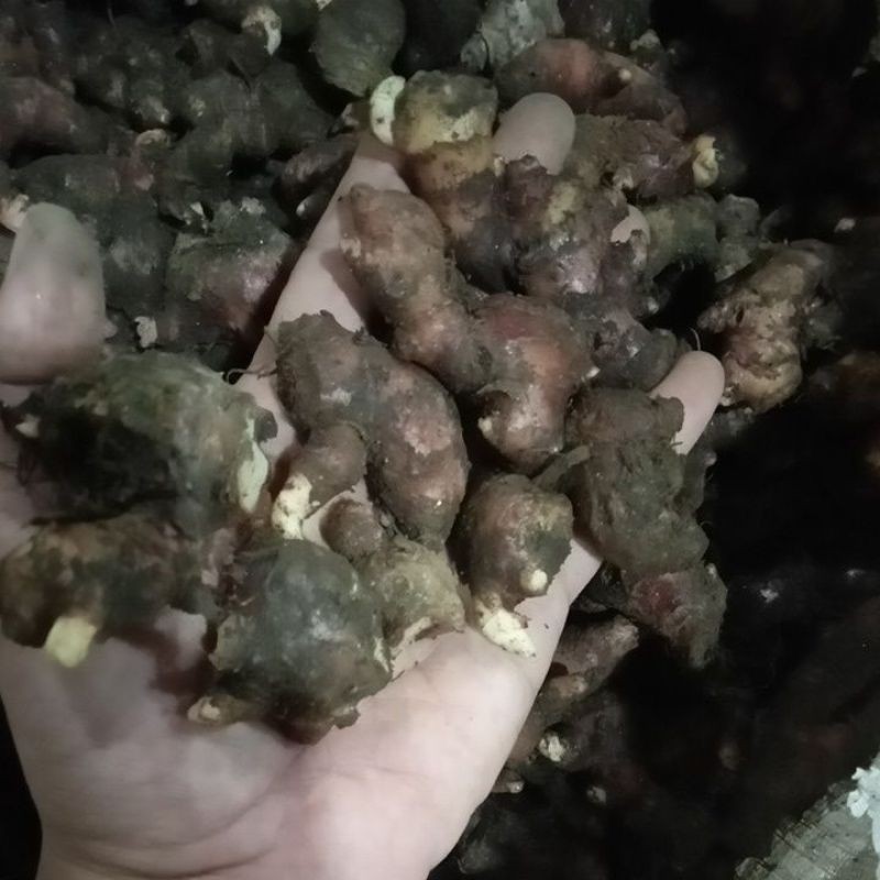 Jahe Merah Kecil 1Kg Jahe Merah Segar Bibit Jahe Merah