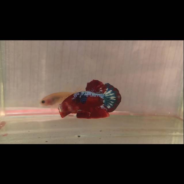 

Ikan Cupang Fancy Copper