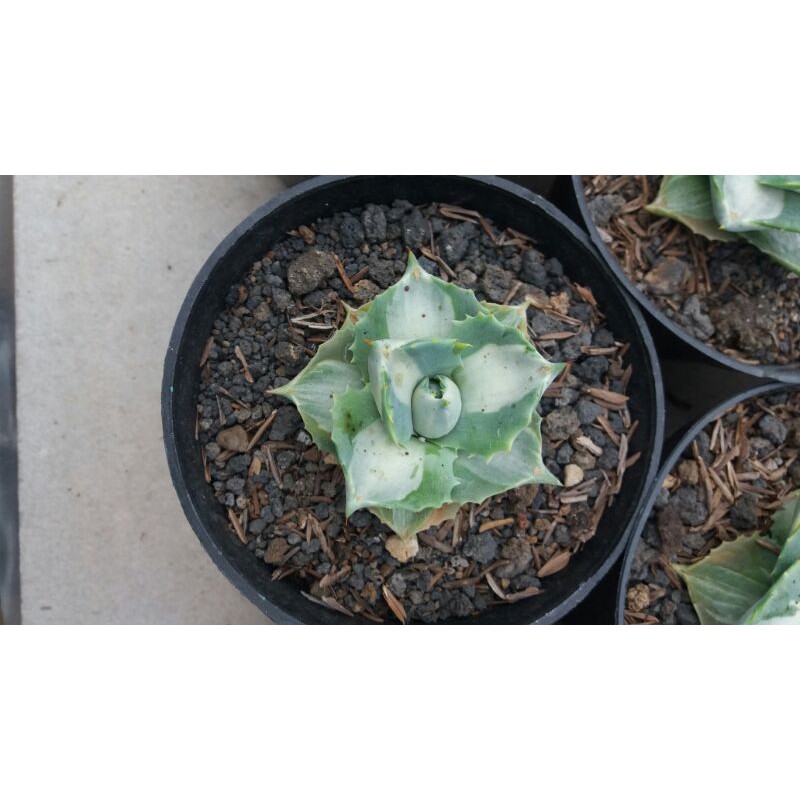 

agave reurijin