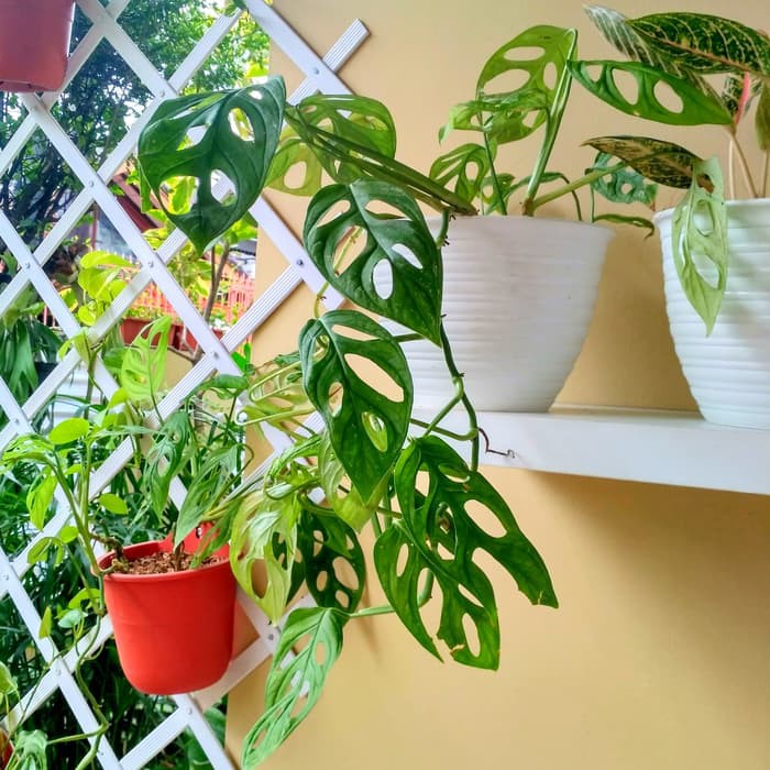 Monstera Adansonii Janda Bolong Shopee Indonesia