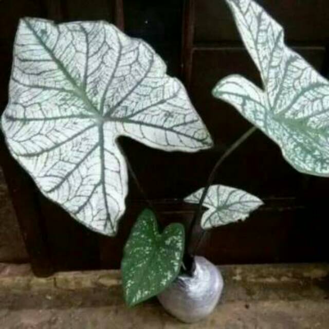 Jual Tanaman Hias Keladi Putih Keladi Variegata Shopee Indonesia