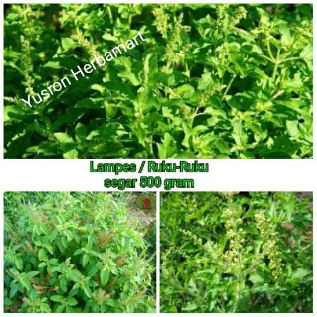

RUKU RUKU ATAU LAMPES SEGAR 500 GRAM