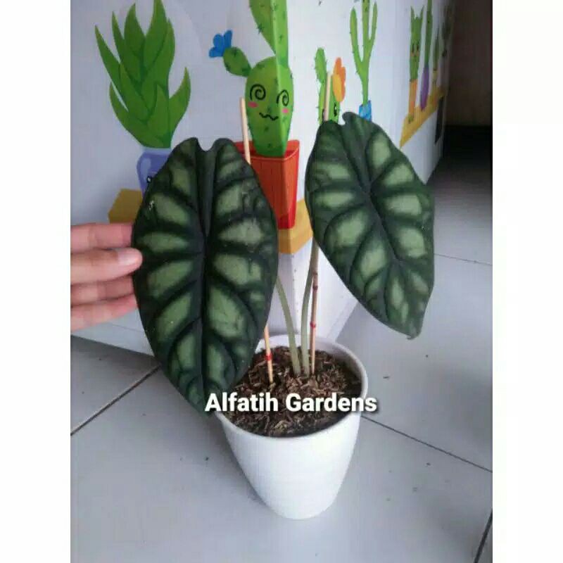 Tanaman Hias Keladi Tengkorak Dragon Secale Alocasia silver/keladi dragon secale silver
