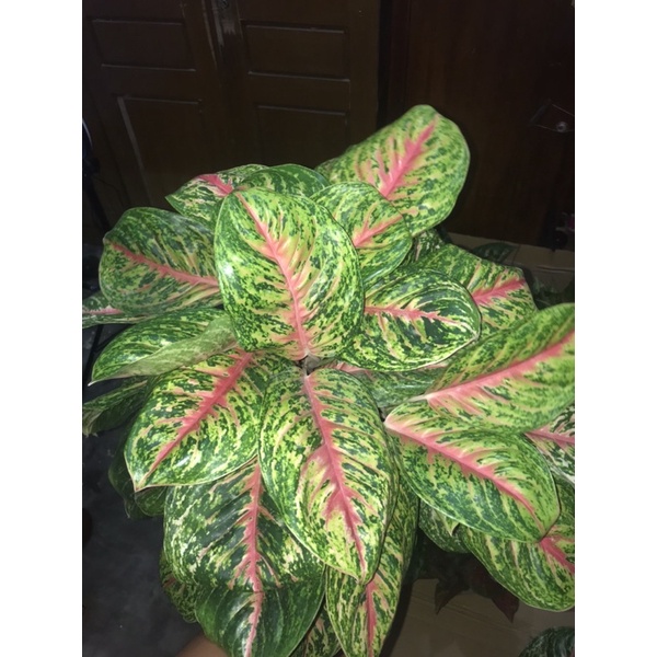 Aglonema big papa rumpun