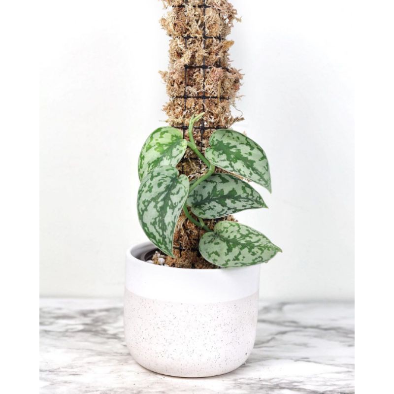 Tanaman hias Scindapsus silver gantung | Scindapsus silver