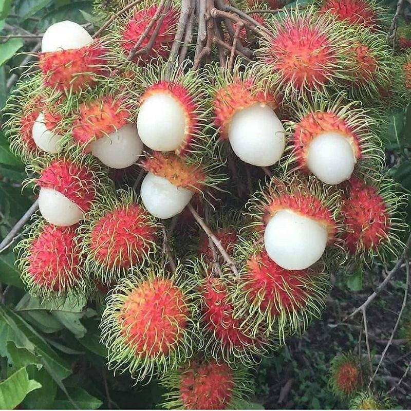 Bibit Tanaman Buah Rambutan Binjai-Bibit Hasil Cangkok-Bibit Rambutan Binjai