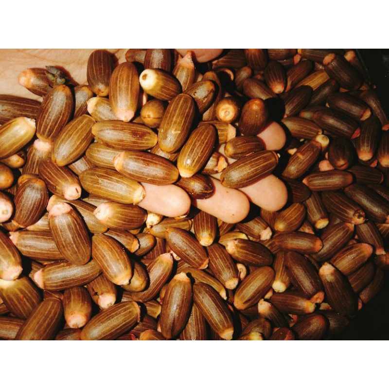 

Biji tangkil 1 kg