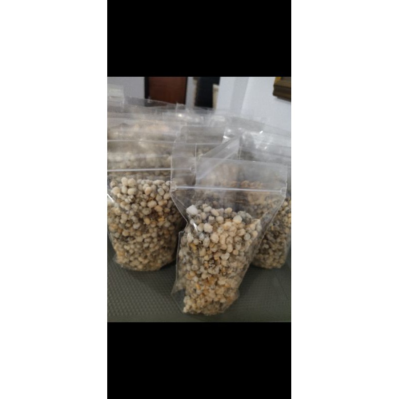 

pilus kacang hijau