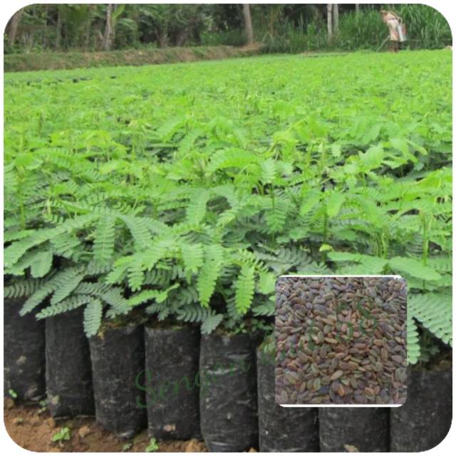 Biji pohon sengon laut /20 biji