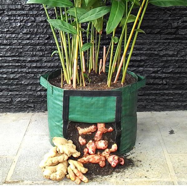 RHIZOMA SMALL PLANTER EASY GROW – SMALL (S) / PLANTER UNTUK TANAMAN RIMPANG