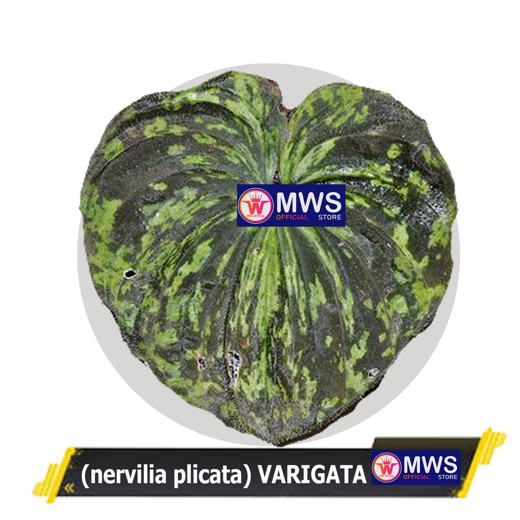 Nervilia Plicata VARIGATA Anggrek Tanah ( mws official store )